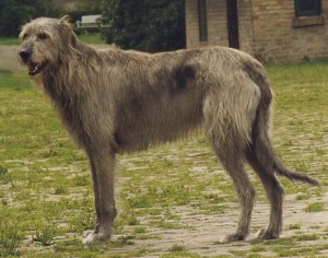 Irish wolf hound