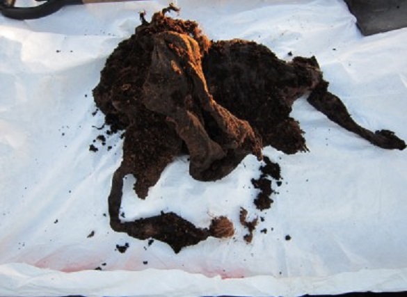 Previous bog body remains from Rossan bog