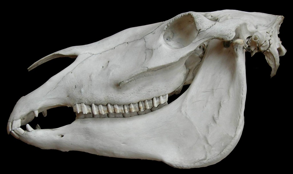 horse-skull