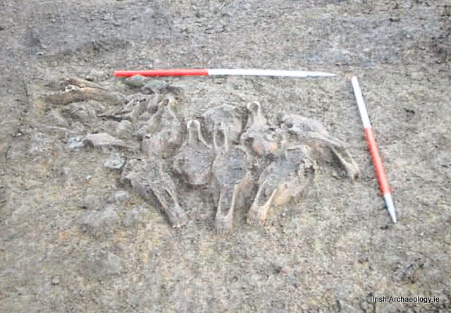 horse skulls archaeology